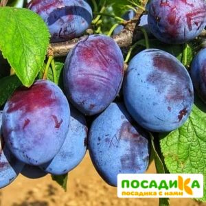 Слива Чачакская ранняя купить по цене от 229.00р. в интернет-магазине «Посадика» с доставкой почтой в в Волоколамске и по всей России – [изображение №1].