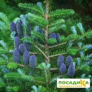 Пихта корейская (Abies koreana) купить по цене от 450.00р. в интернет-магазине «Посадика» с доставкой почтой в в Волоколамске и по всей России – [изображение №1].