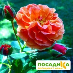 Роза Арабия купить по цене от 350.00р. в интернет-магазине «Посадика» с доставкой почтой в в Волоколамске и по всей России – [изображение №1].