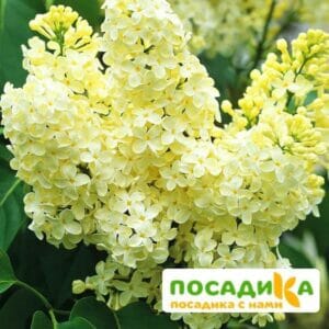 Сирень Примроуз (Primrose) купить по цене от 529.00р. в интернет-магазине «Посадика» с доставкой почтой в в Волоколамске и по всей России – [изображение №1].