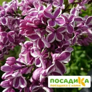 Сирень Сенсация купить по цене от 529.00р. в интернет-магазине «Посадика» с доставкой почтой в в Волоколамске и по всей России – [изображение №1].