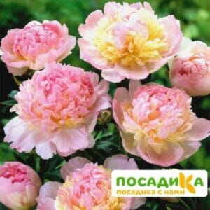 Пион Распберри Сандей (Paeonia Raspberry Sundae) купить по цене от 959р. в интернет-магазине «Посадика» с доставкой почтой в в Волоколамске и по всей России – [изображение №1].