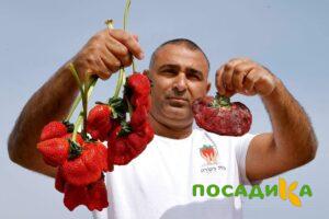 Клубника Гигант Джорнея купить по цене от 266р. в интернет-магазине «Посадика» с доставкой почтой в в Волоколамске и по всей России – [изображение №1].