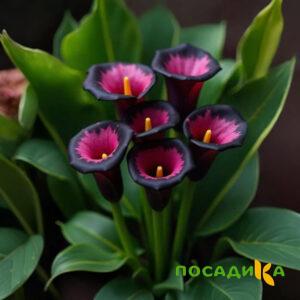 Калла Аура Лейс купить по цене от 400р. в интернет-магазине «Посадика» с доставкой почтой в в Волоколамске и по всей России – [изображение №1].