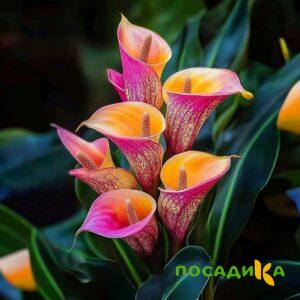 Калла Оникс купить по цене от 450р. в интернет-магазине «Посадика» с доставкой почтой в в Волоколамске и по всей России – [изображение №1].