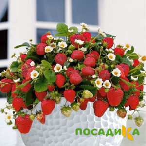 Клубника Рубиновый Шепот (горшечная) купить по цене от 240р. в интернет-магазине «Посадика» с доставкой почтой в в Волоколамске и по всей России – [изображение №1].