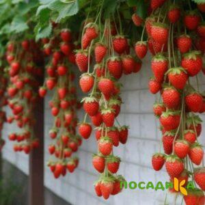 Клубника вьющаяся Комплимент купить по цене от 470р. в интернет-магазине «Посадика» с доставкой почтой в в Волоколамске и по всей России – [изображение №1].