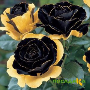 Роза Ханни Сикл купить по цене от 700р. в интернет-магазине «Посадика» с доставкой почтой в в Волоколамске и по всей России – [изображение №1].