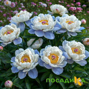 Пион акварельный Этюд купить по цене от 806р. в интернет-магазине «Посадика» с доставкой почтой в в Волоколамске и по всей России – [изображение №1].