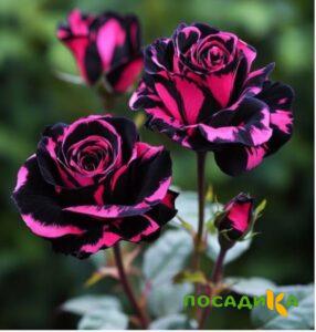Роза Багровый Шепот купить по цене от 366р. в интернет-магазине «Посадика» с доставкой почтой в в Волоколамске и по всей России – [изображение №1].