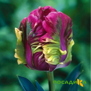 Тюльпан Экзотик Хэвен купить по цене от 186р. в интернет-магазине «Посадика» с доставкой почтой в в Волоколамске и по всей России – [изображение №1].