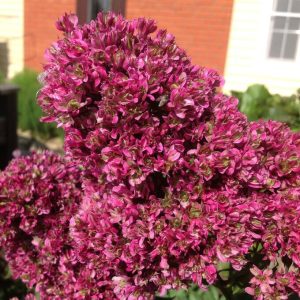 Флокс Филингс купить по цене от 329р. в интернет-магазине «Посадика» с доставкой почтой в в Волоколамске и по всей России – [изображение №1].