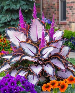 Хоста Кримэн Дрим купить по цене от 549р. в интернет-магазине «Посадика» с доставкой почтой в в Волоколамске и по всей России – [изображение №1].