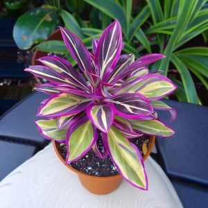 Хоста Сильвер Стик купить по цене от 650р. в интернет-магазине «Посадика» с доставкой почтой в в Волоколамске и по всей России – [изображение №1].