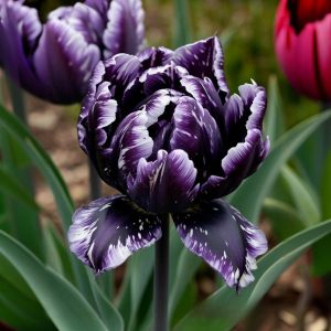 Тюльпан Индиго купить по цене от 600р. в интернет-магазине «Посадика» с доставкой почтой в в Волоколамске и по всей России – [изображение №1].