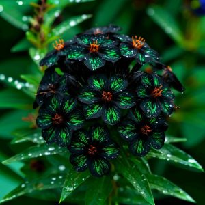 Флокс Ривьера купить по цене от 299р. в интернет-магазине «Посадика» с доставкой почтой в в Волоколамске и по всей России – [изображение №1].