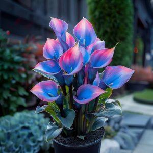 Калла Импрессия купить по цене от 590р. в интернет-магазине «Посадика» с доставкой почтой в в Волоколамске и по всей России – [изображение №1].