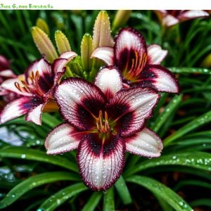 Лилейник Крим Сикл купить по цене от 799р. в интернет-магазине «Посадика» с доставкой почтой в в Волоколамске и по всей России – [изображение №1].