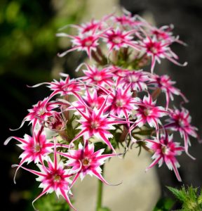 Флокс Метельчатый Путь купить по цене от 456р. в интернет-магазине «Посадика» с доставкой почтой в в Волоколамске и по всей России – [изображение №1].