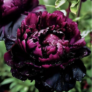 Пион Темный Сад купить по цене от 421р. в интернет-магазине «Посадика» с доставкой почтой в в Волоколамске и по всей России – [изображение №1].