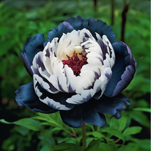 Пион Древовидный Инь-Янь купить по цене от 419р. в интернет-магазине «Посадика» с доставкой почтой в в Волоколамске и по всей России – [изображение №1].