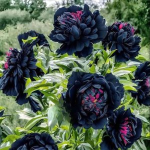 Пион древовидный Сердце Афродиты купить по цене от 600р. в интернет-магазине «Посадика» с доставкой почтой в в Волоколамске и по всей России – [изображение №1].