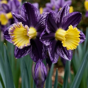 Нарцисс Акропоис купить по цене от 382р. в интернет-магазине «Посадика» с доставкой почтой в в Волоколамске и по всей России – [изображение №1].