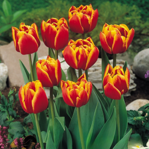 Тюльпан Блэк Фаер купить по цене от 275р. в интернет-магазине «Посадика» с доставкой почтой в в Волоколамске и по всей России – [изображение №1].