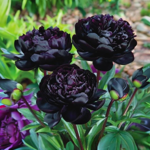 Пион Королевский Бархат купить по цене от 419р. в интернет-магазине «Посадика» с доставкой почтой в в Волоколамске и по всей России – [изображение №1].