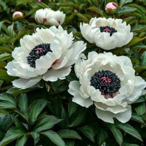 Пион Инк Эн купить по цене от 429р. в интернет-магазине «Посадика» с доставкой почтой в в Волоколамске и по всей России – [изображение №1].