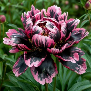 Пион Дроп Руби купить по цене от 469р. в интернет-магазине «Посадика» с доставкой почтой в в Волоколамске и по всей России – [изображение №1].