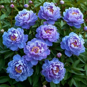 Пион Голубой лотос купить по цене от 590р. в интернет-магазине «Посадика» с доставкой почтой в в Волоколамске и по всей России – [изображение №1].