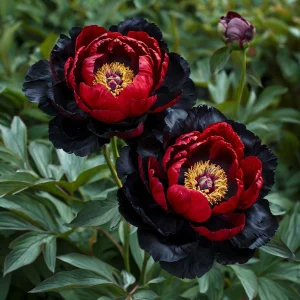 Пион Эбеновый Рубин купить по цене от 419р. в интернет-магазине «Посадика» с доставкой почтой в в Волоколамске и по всей России – [изображение №1].