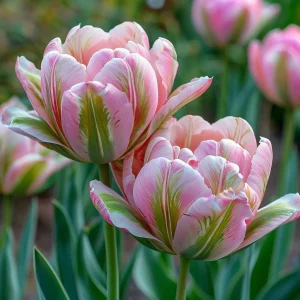 Тюльпан Аврора Принцес купить по цене от 345р. в интернет-магазине «Посадика» с доставкой почтой в в Волоколамске и по всей России – [изображение №1].