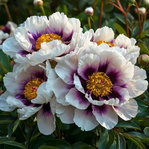 Пион Эко Саммер купить по цене от 548р. в интернет-магазине «Посадика» с доставкой почтой в в Волоколамске и по всей России – [изображение №1].