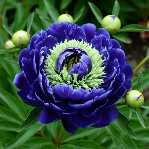 Пион Дримвивер купить по цене от 417р. в интернет-магазине «Посадика» с доставкой почтой в в Волоколамске и по всей России – [изображение №1].