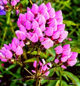 Флокс Бутоник купить по цене от 461р. в интернет-магазине «Посадика» с доставкой почтой в в Волоколамске и по всей России – [изображение №1].