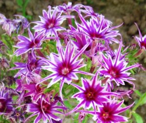 Флокс Звездное Кружево купить по цене от 361р. в интернет-магазине «Посадика» с доставкой почтой в в Волоколамске и по всей России – [изображение №1].