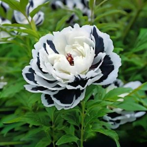 Пион Монохромный Шик купить по цене от 429р. в интернет-магазине «Посадика» с доставкой почтой в в Волоколамске и по всей России – [изображение №1].