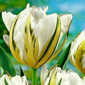 Тюльпан Экзотик Пуруссима купить по цене от 305р. в интернет-магазине «Посадика» с доставкой почтой в в Волоколамске и по всей России – [изображение №1].