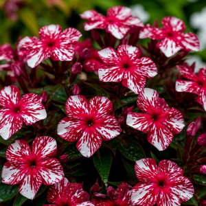 Флокс Ливер Гриммер купить по цене от 590р. в интернет-магазине «Посадика» с доставкой почтой в в Волоколамске и по всей России – [изображение №1].