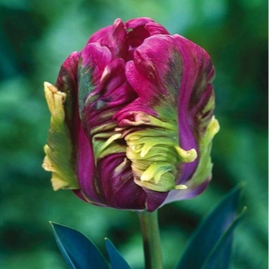 Тюльпан Экзотик Хэвен купить по цене от 186р. в интернет-магазине «Посадика» с доставкой почтой в в Волоколамске и по всей России – [изображение №1].