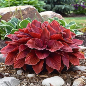 Хоста Рэд Эйнджл купить по цене от 549р. в интернет-магазине «Посадика» с доставкой почтой в в Волоколамске и по всей России – [изображение №1].