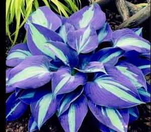 Хоста Аурелия купить по цене от 450р. в интернет-магазине «Посадика» с доставкой почтой в в Волоколамске и по всей России – [изображение №1].